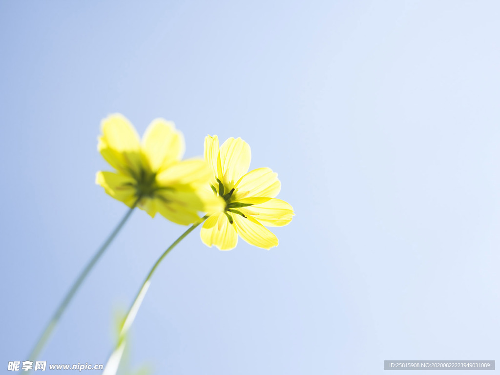 花卉