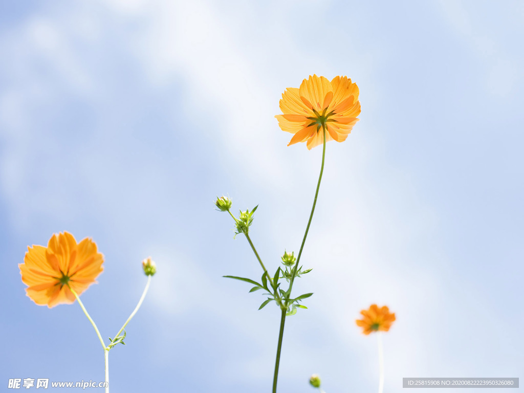 花卉