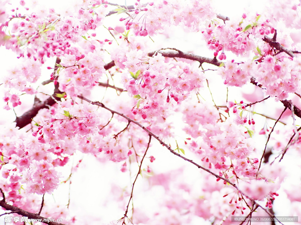 花卉