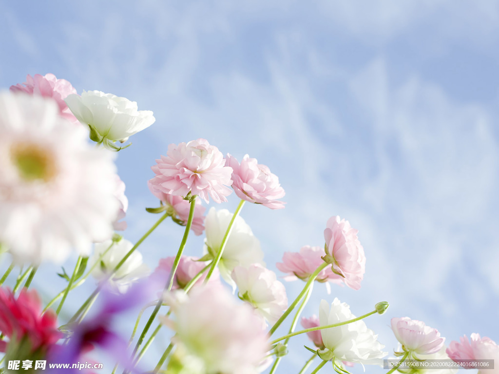 花卉