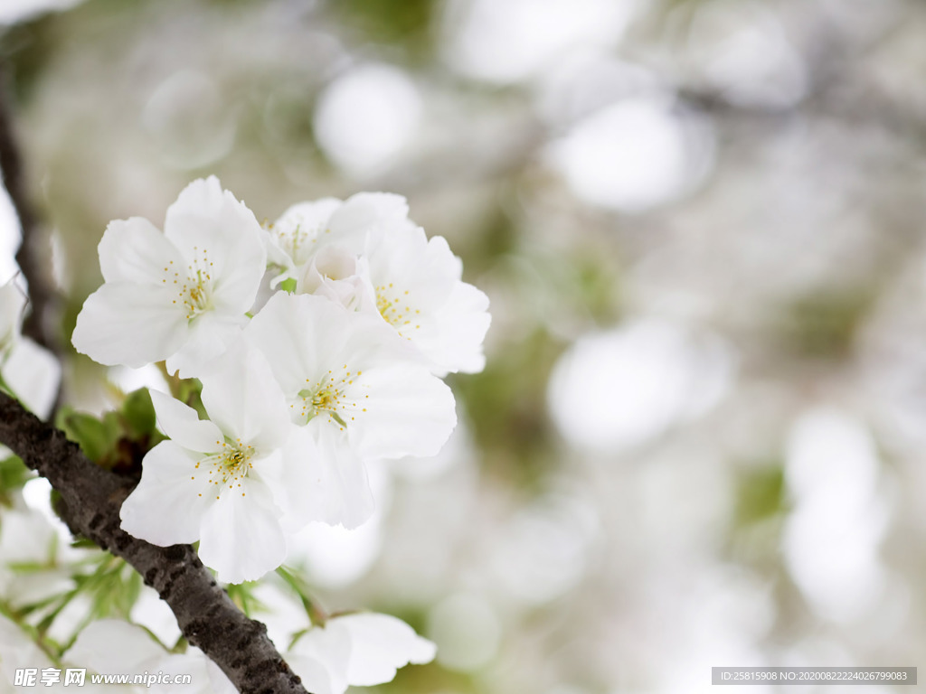鲜花