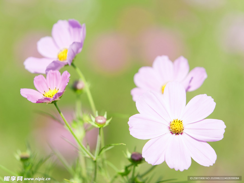 鲜花