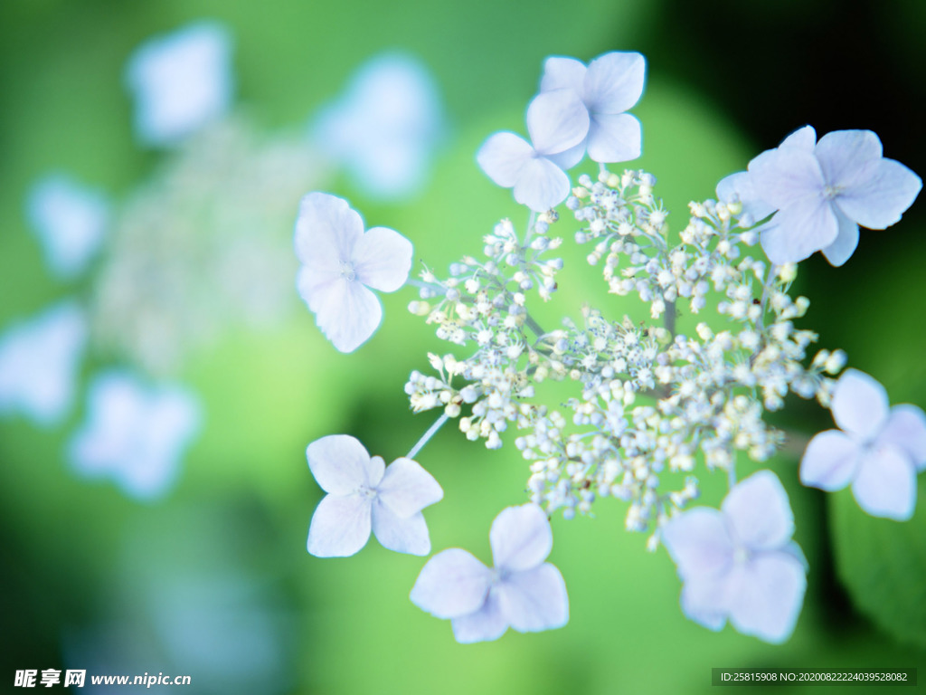 鲜花