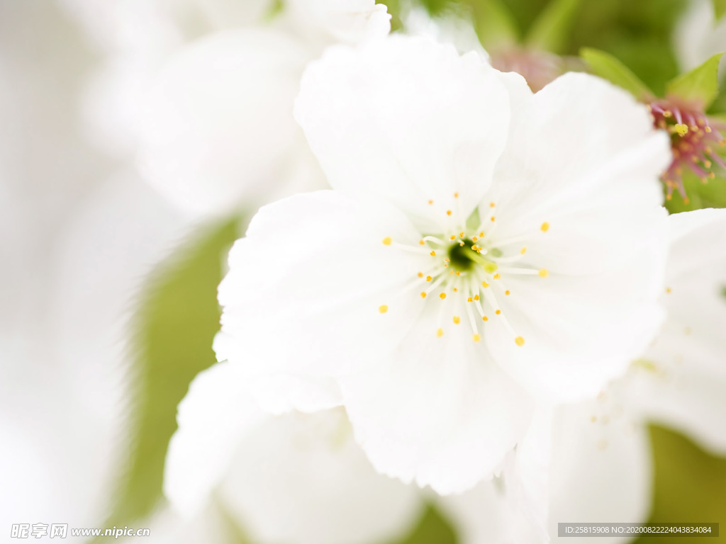 鲜花