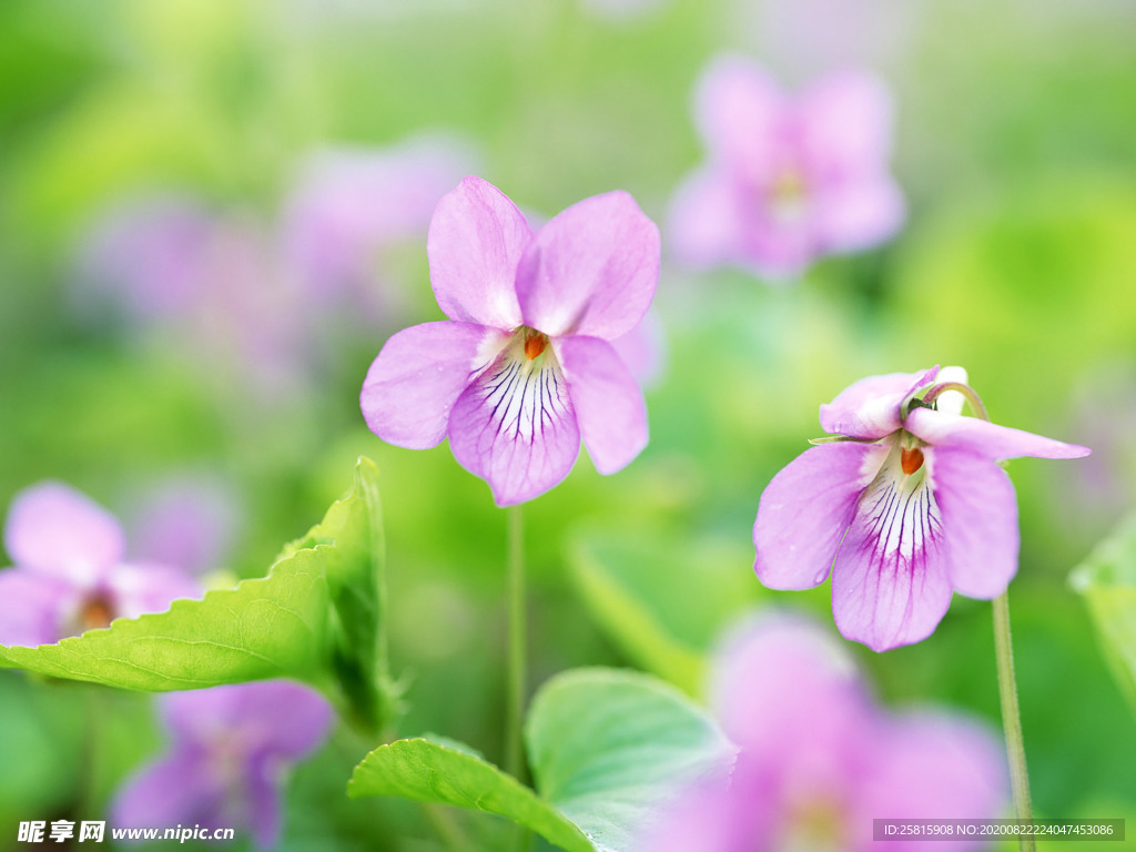 鲜花