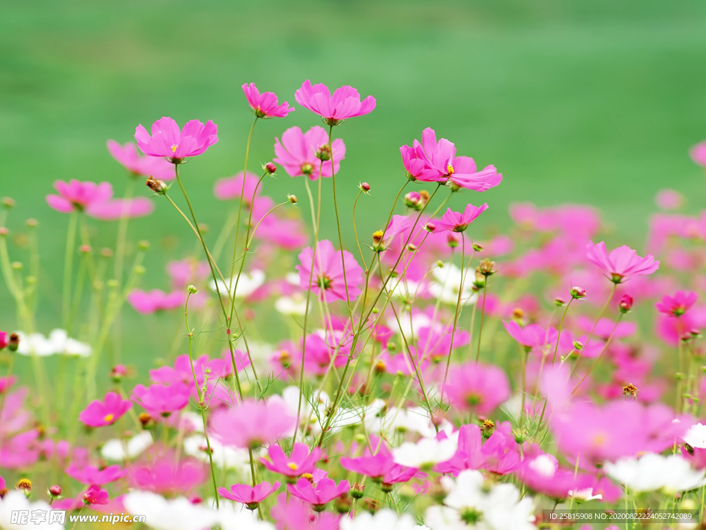 鲜花