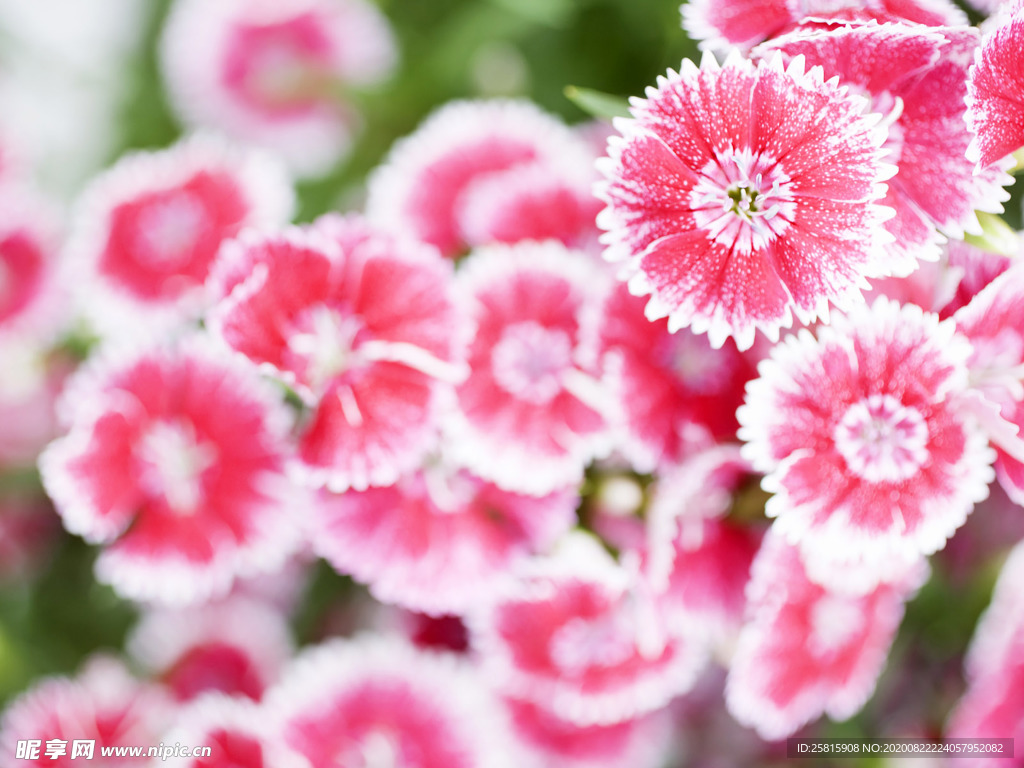 鲜花