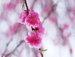 鲜花