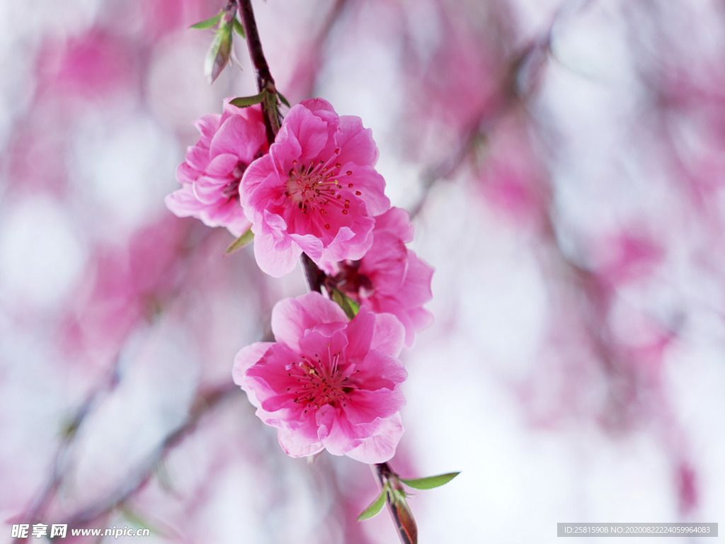 鲜花