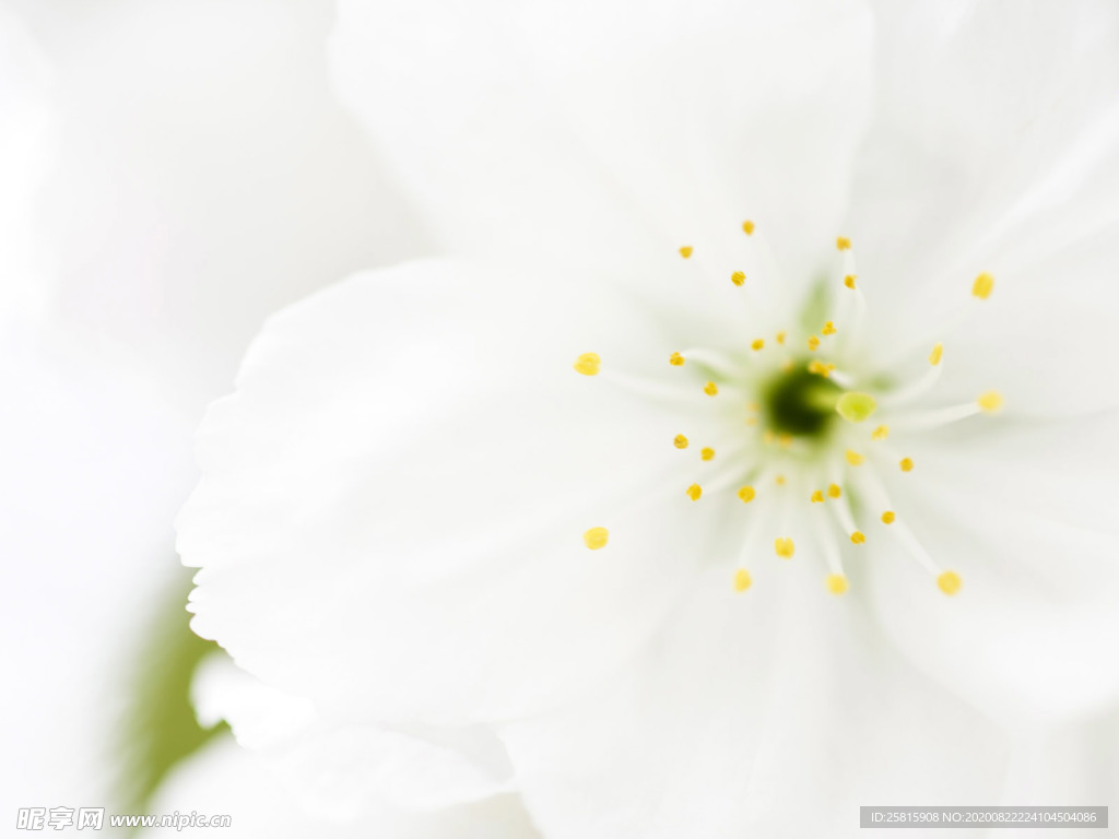 鲜花