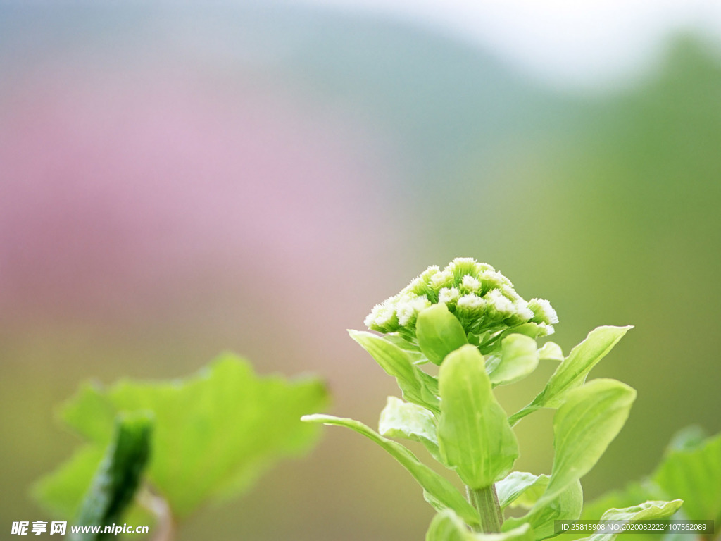 鲜花