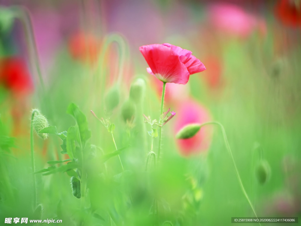 鲜花