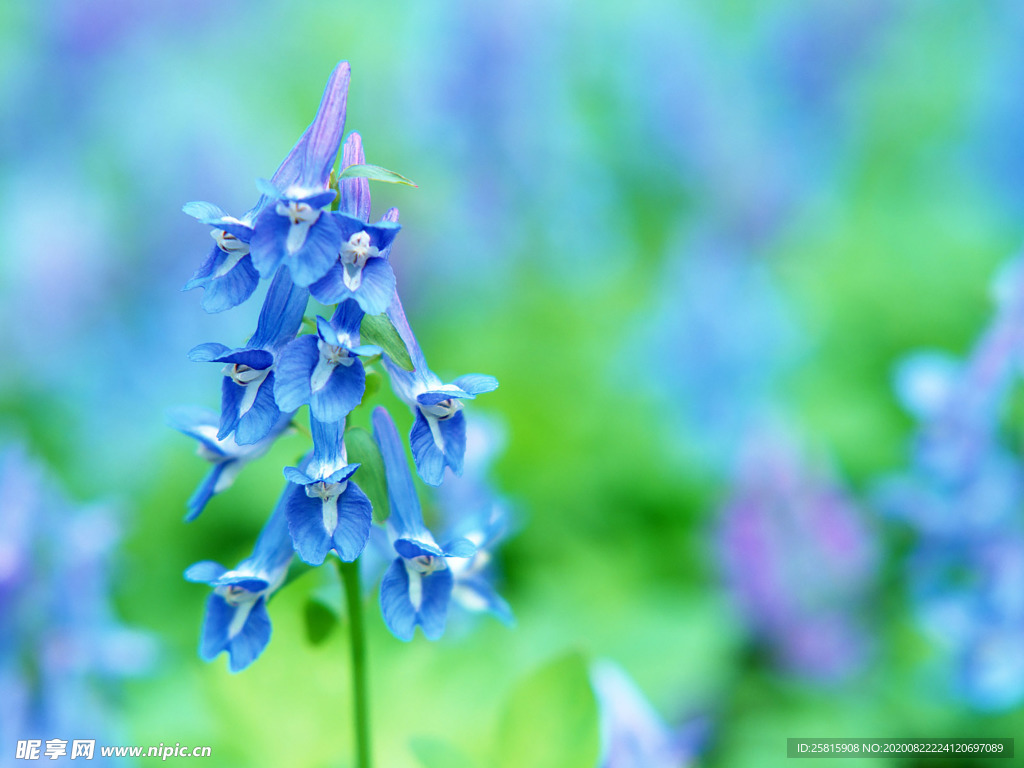 鲜花