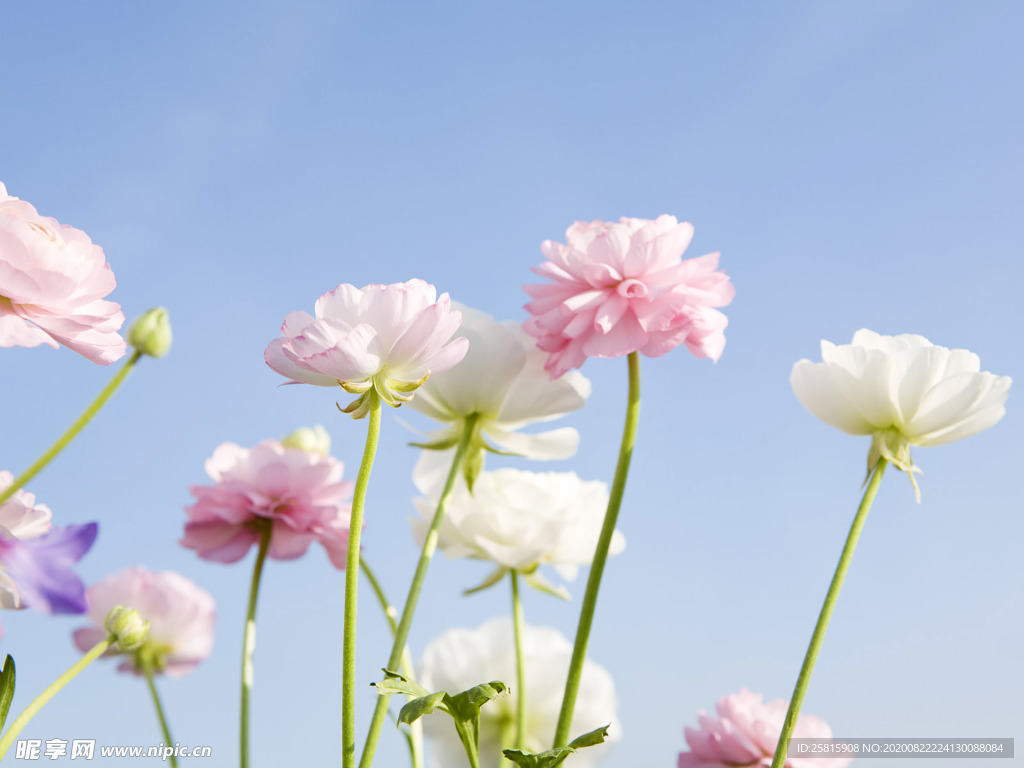 鲜花