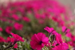 红色牵牛花