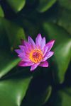 清净莲花
