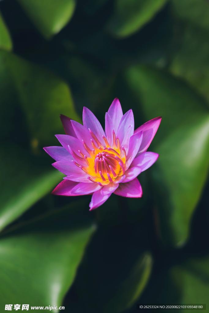 清净莲花