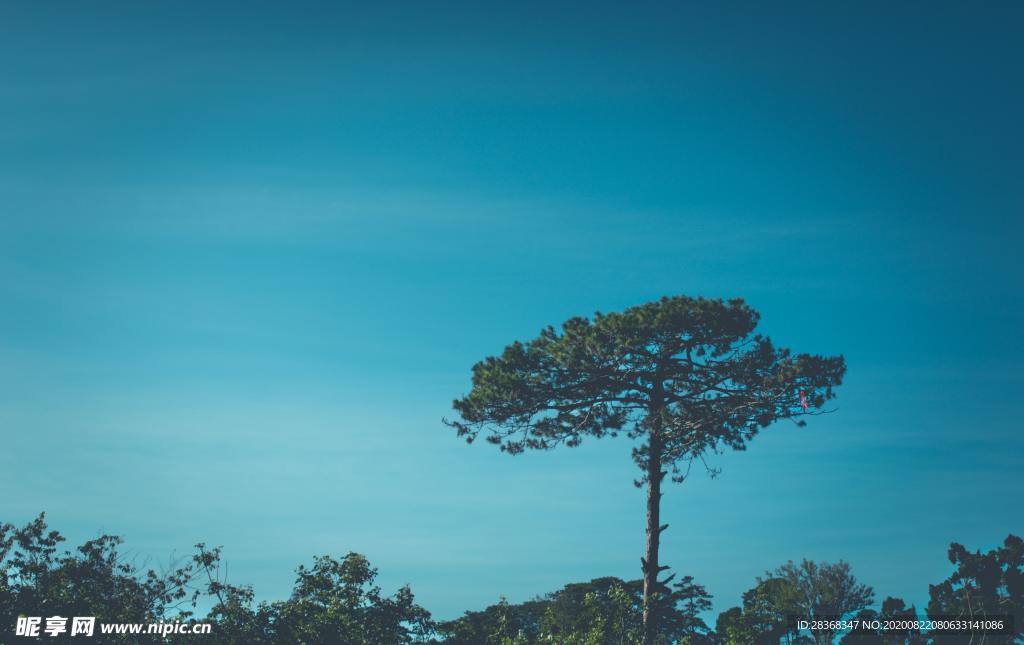 一棵大树