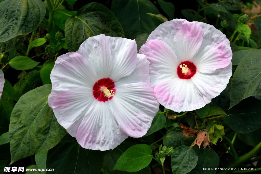 芙蓉花