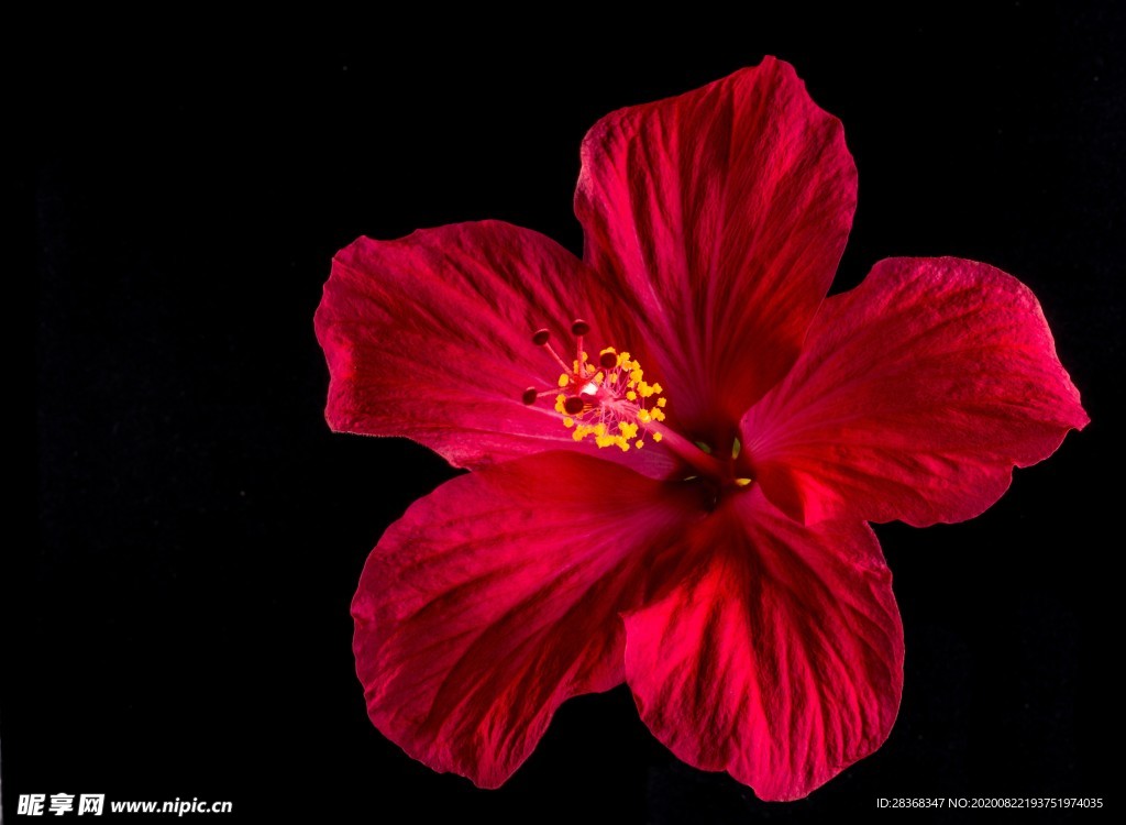 芙蓉花