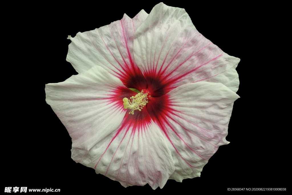 芙蓉花
