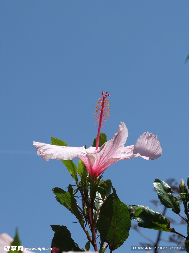 芙蓉花