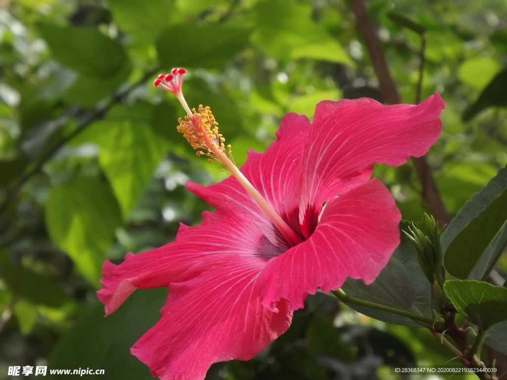芙蓉花