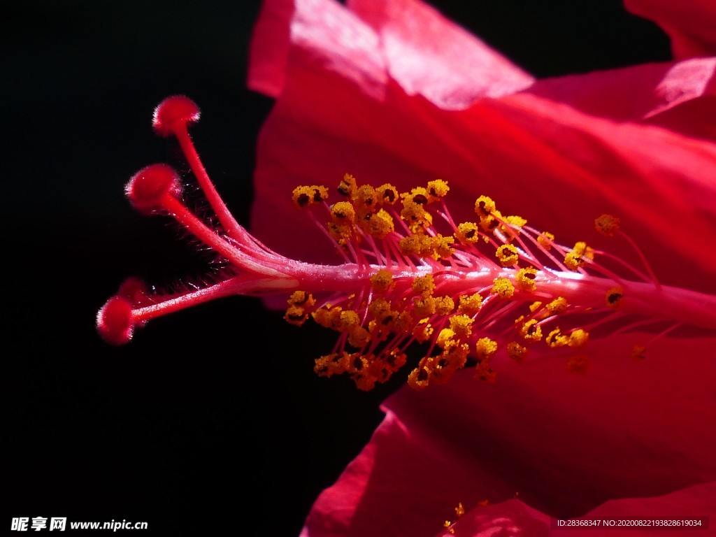 芙蓉花