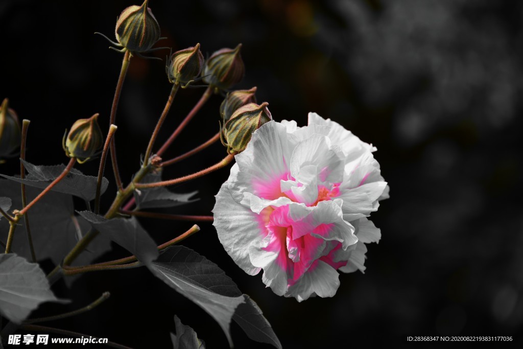 芙蓉花