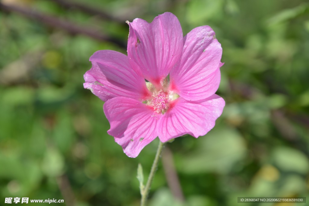 芙蓉花