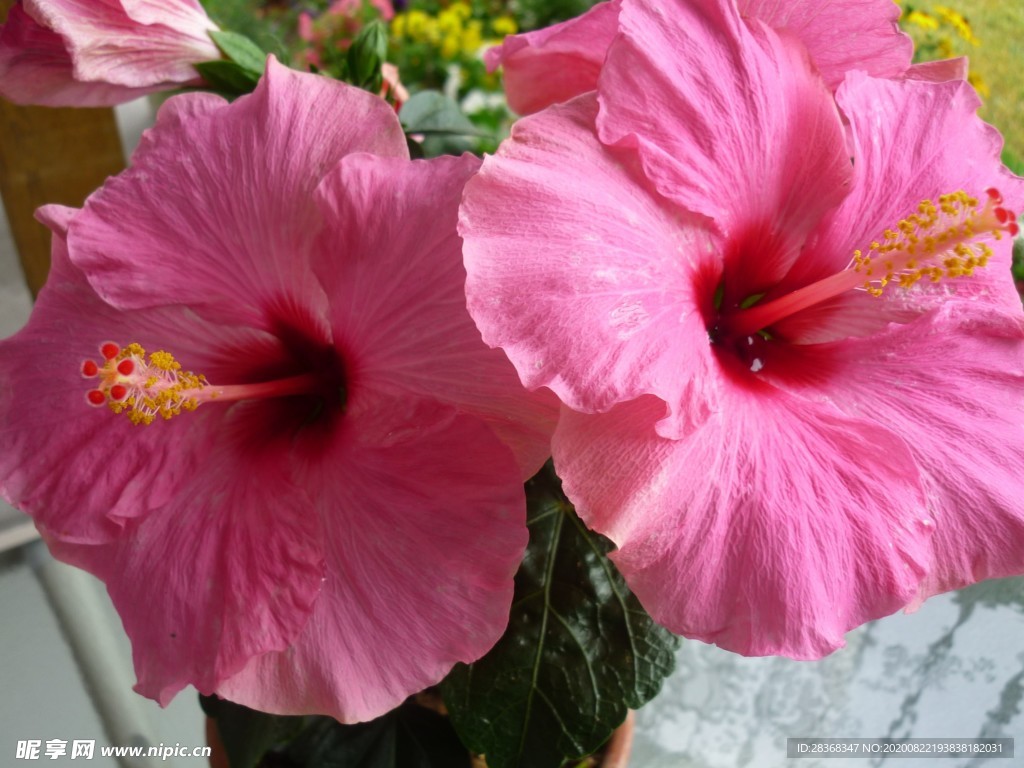 芙蓉花