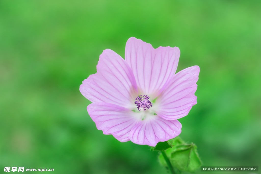 芙蓉花