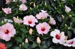 芙蓉花
