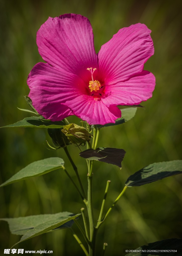 芙蓉花