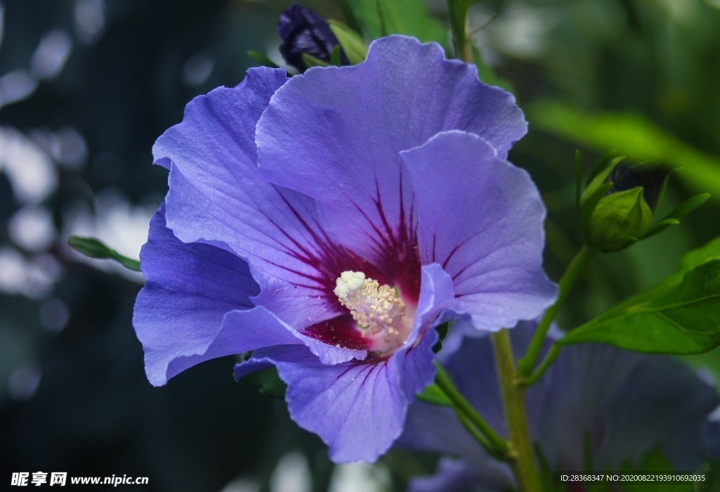 芙蓉花