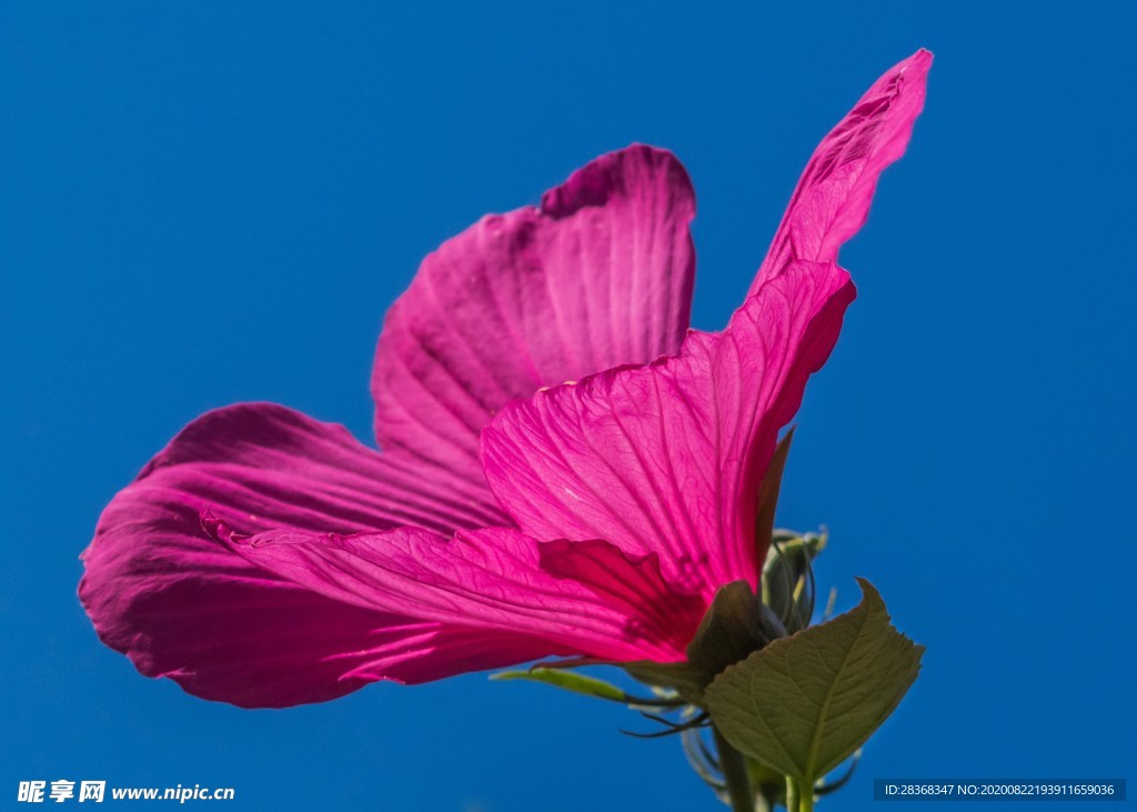 芙蓉花