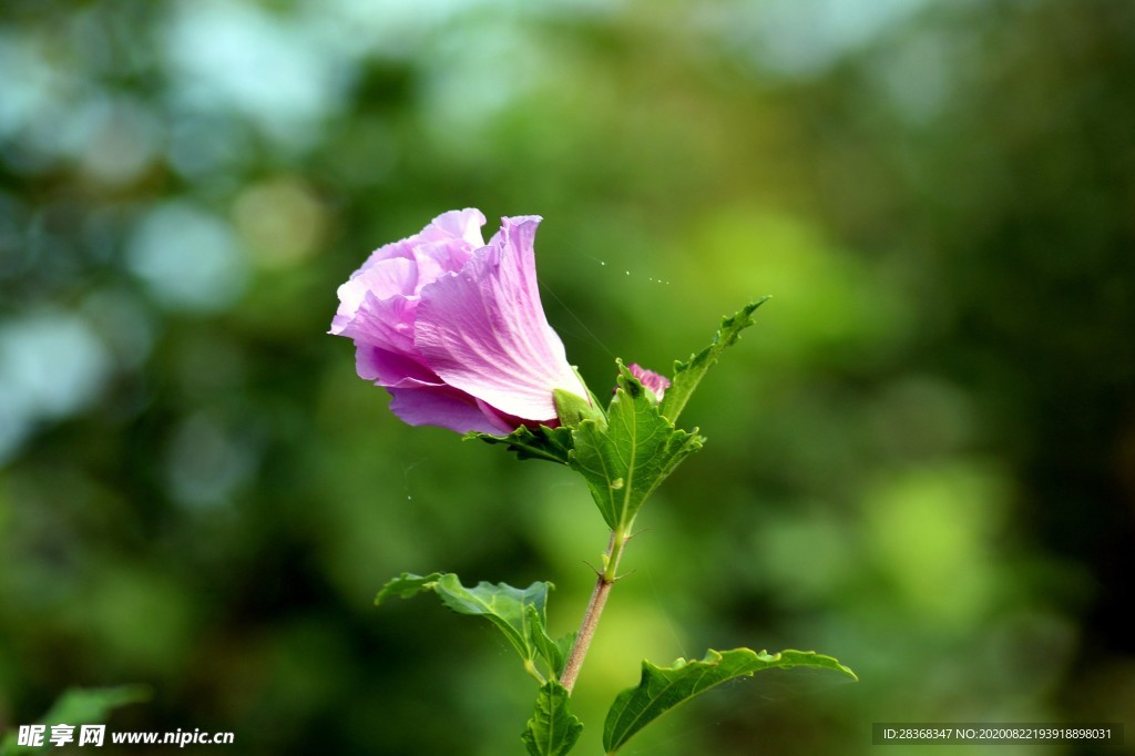芙蓉花