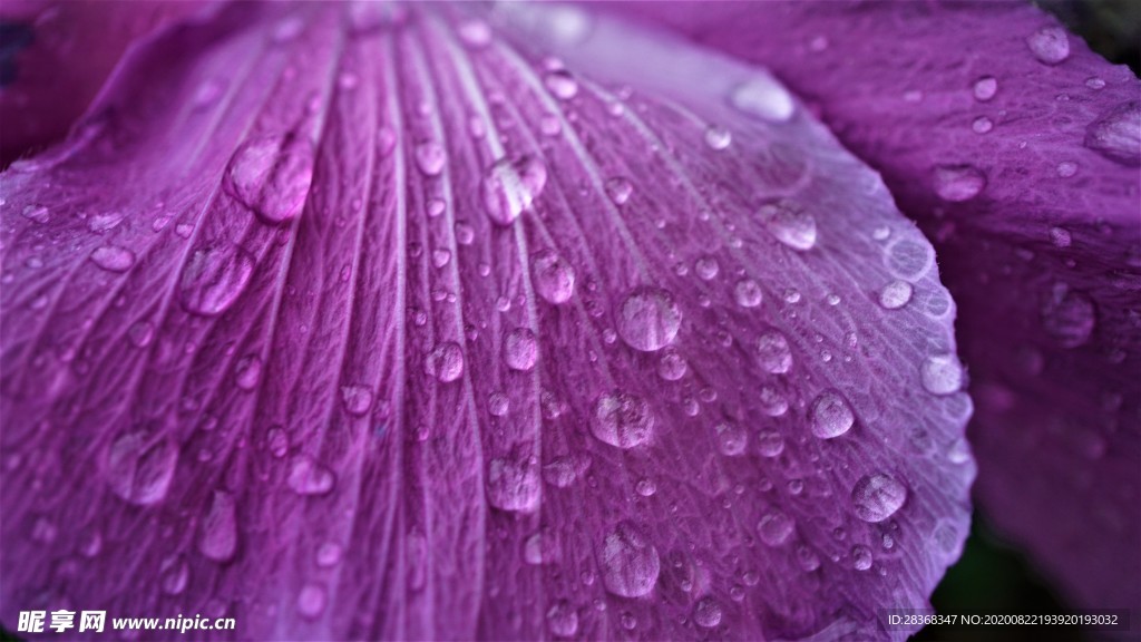 芙蓉花