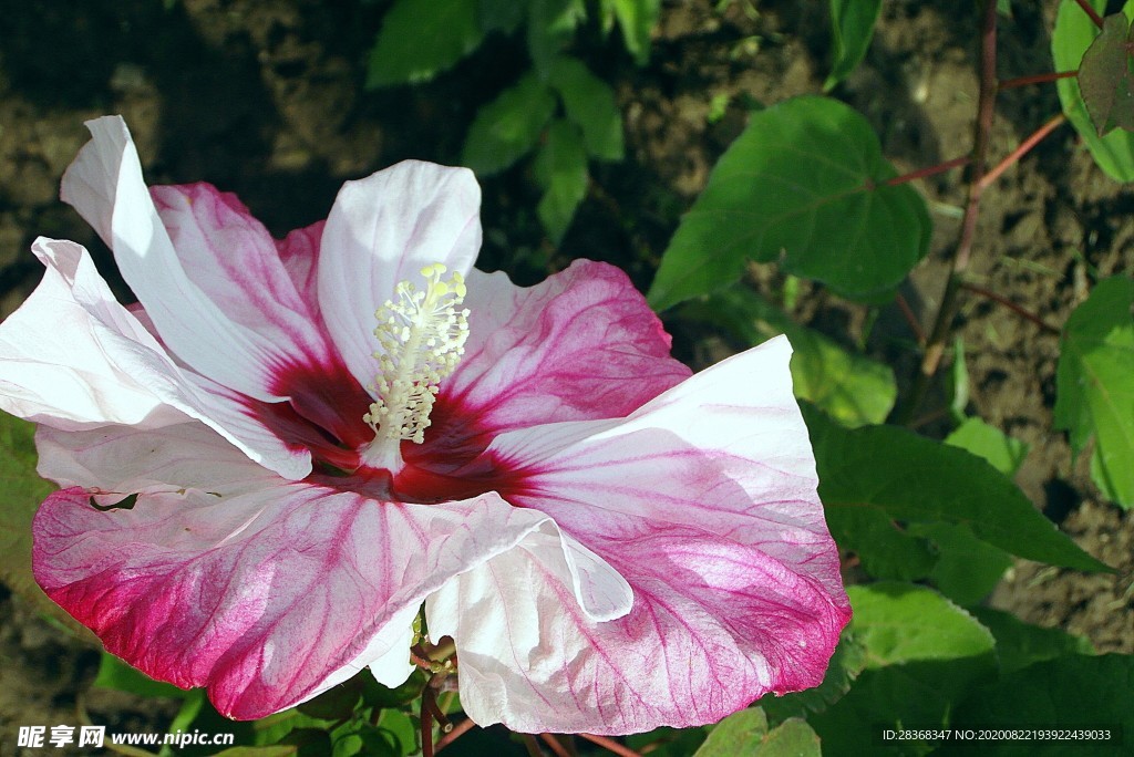 芙蓉花