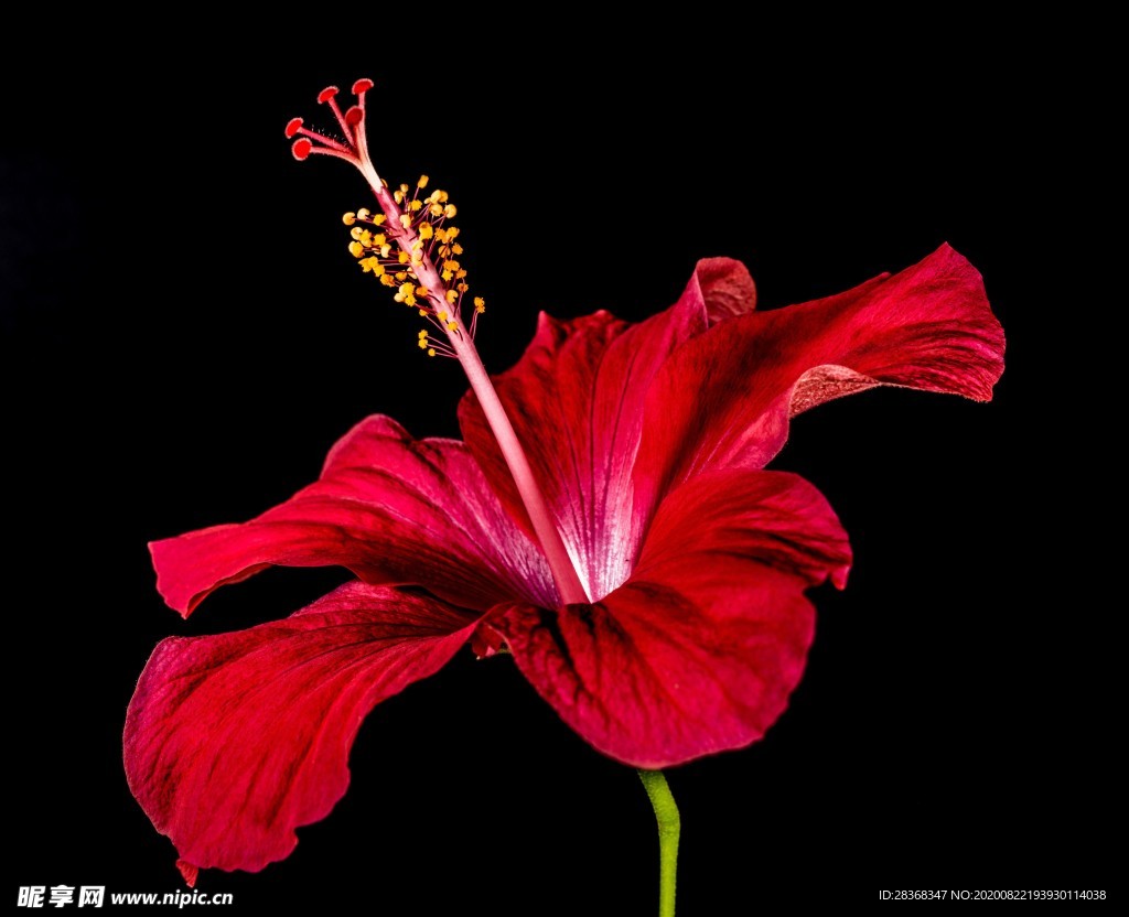 芙蓉花