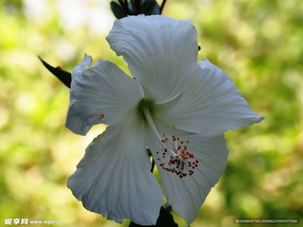 芙蓉花