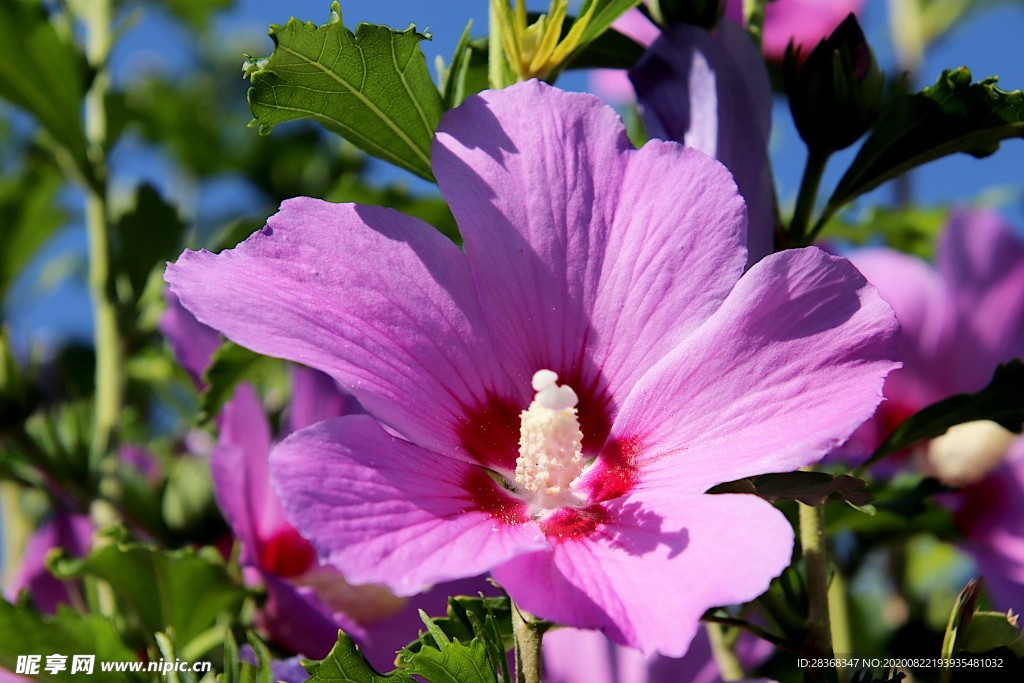 芙蓉花