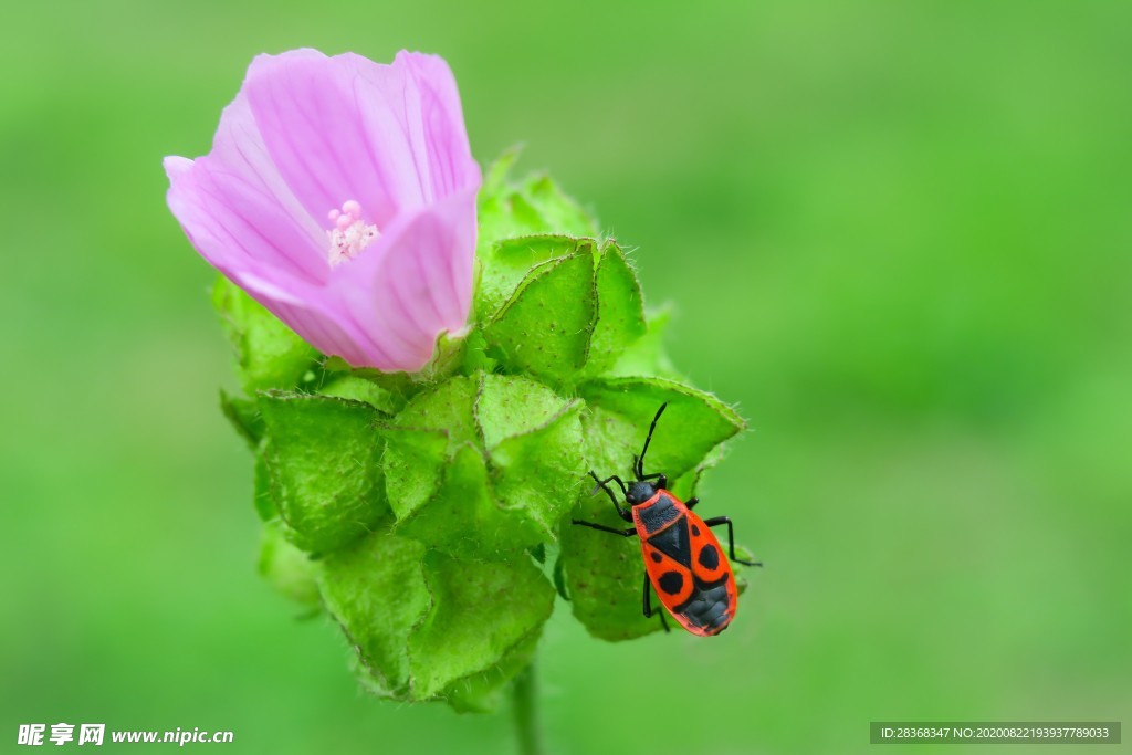 芙蓉花