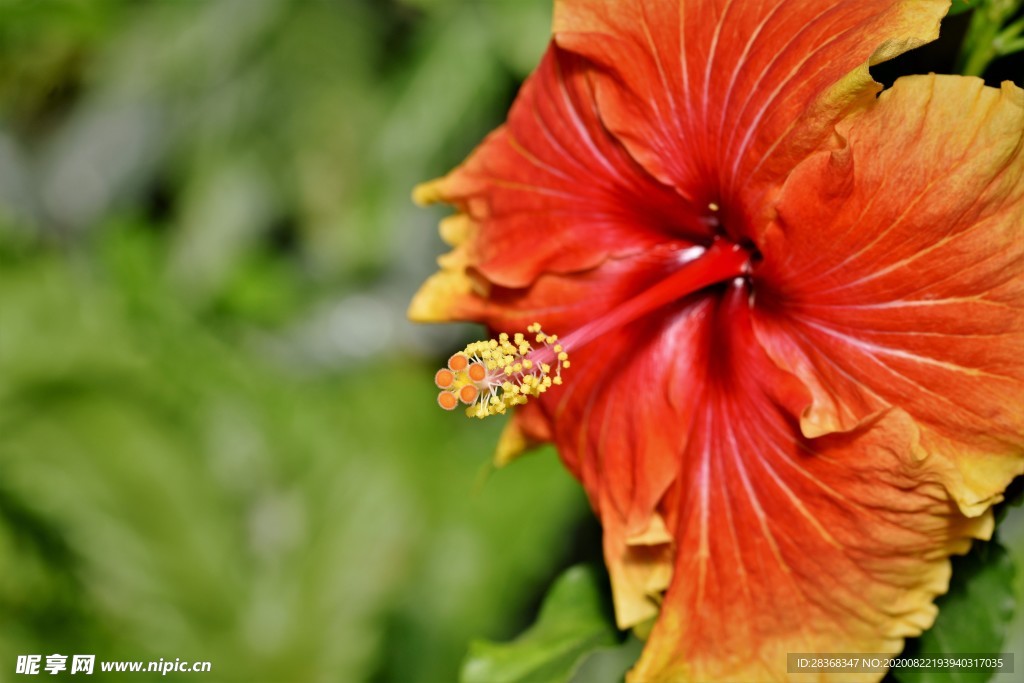 芙蓉花