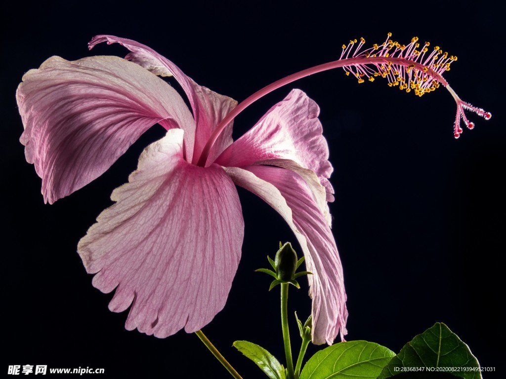 芙蓉花