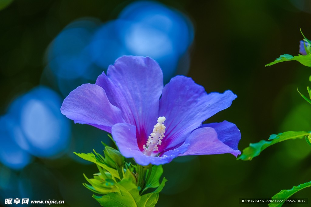 芙蓉花