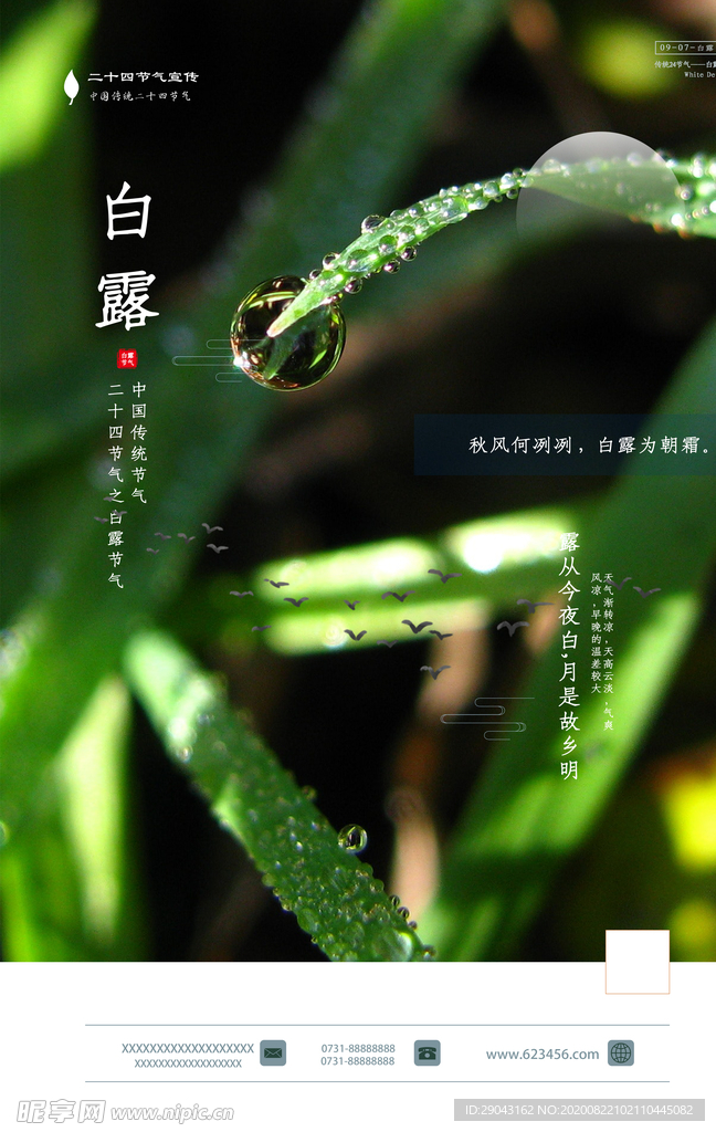 简约风白露节气海报