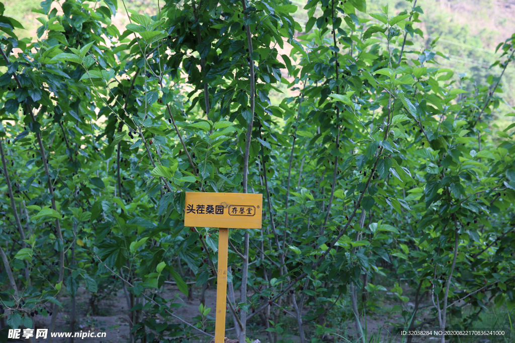 桑葚采摘 桑葚上市 桑甚果