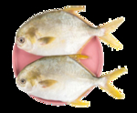 金鲳鱼