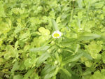 雏菊